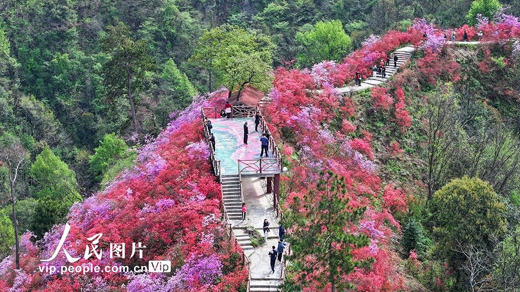 安徽岳西：杜鹃花开迎客来